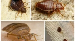 Як і де ліжко bugs укус?